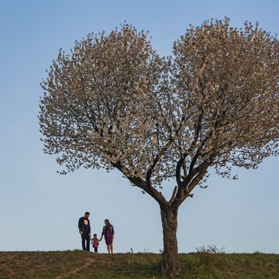 Pavol Hradiský - Srdcový strom