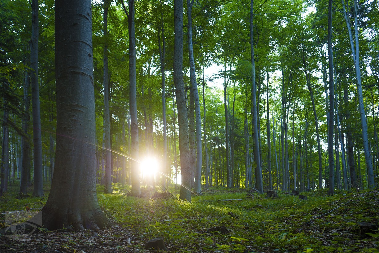  Karpatské bukové pralesy, Zdroj: Jano Štovka MQEP