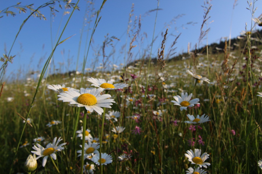 Múzeum pieninskej prírody, OOCR Tatry-Spiš-Pieniny