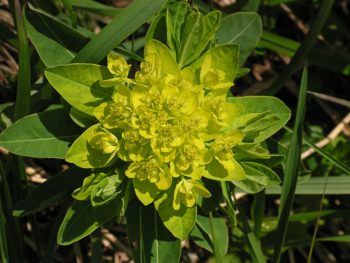 Mliečnik Sojákov_NPR Pľaša_OOCR Horný Zemplín