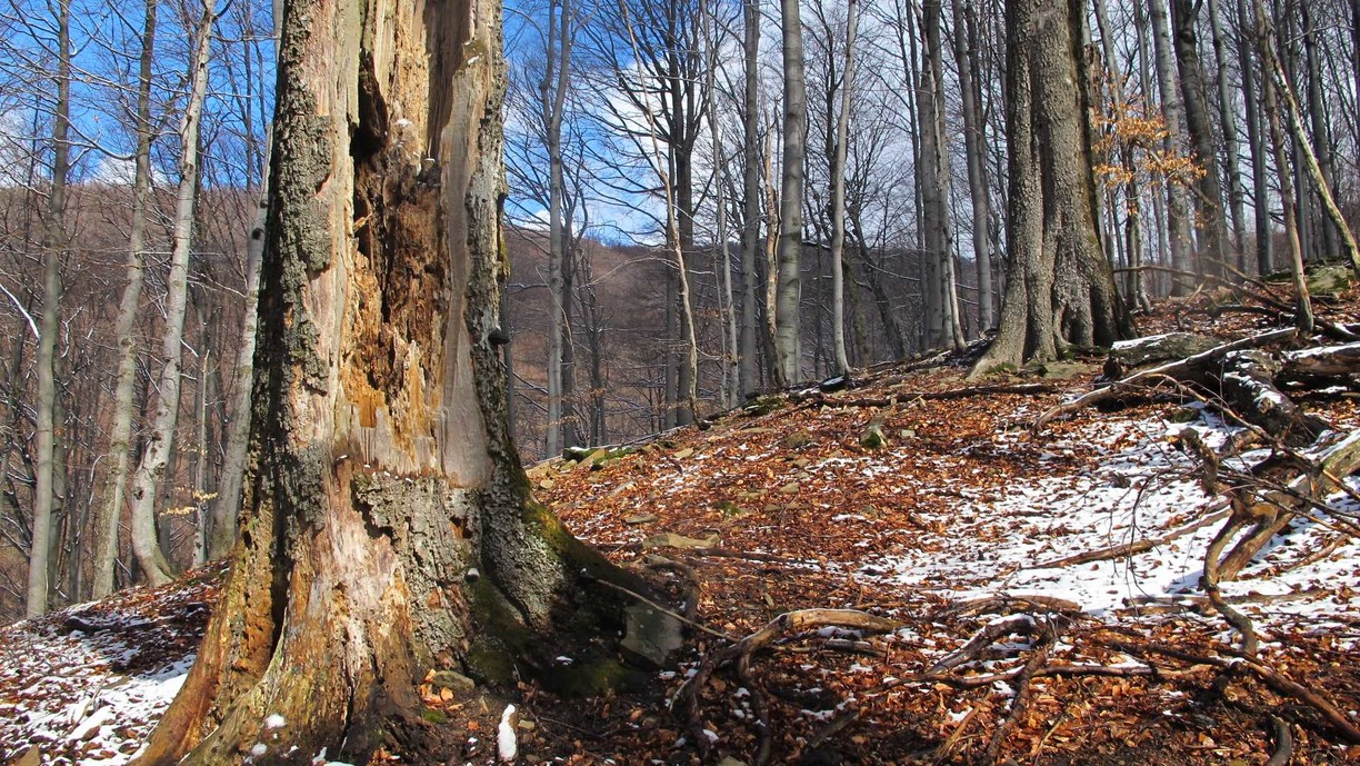Bukové a jedľovo-bukové kvetnaté lesy v NPR Pľaša_NPR Pľaša_OOCR Horný Zemplín