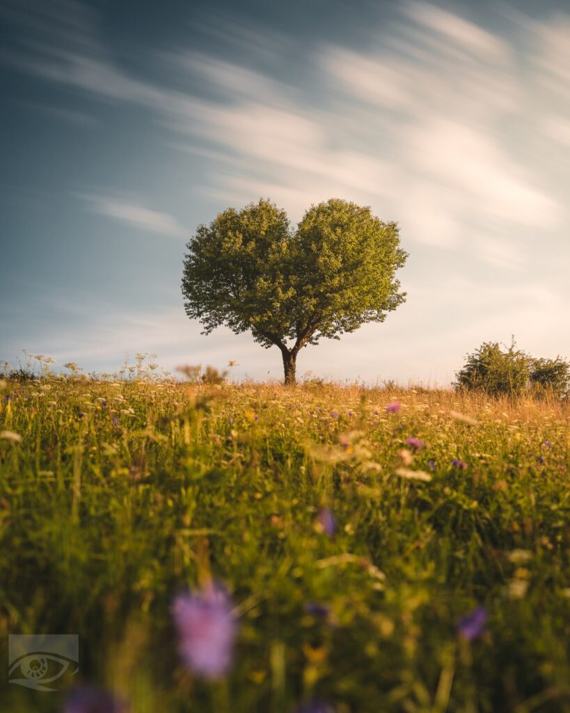 Strom lásky, Jakubova Voľa_Foto: Erik Richvalský #chodafot