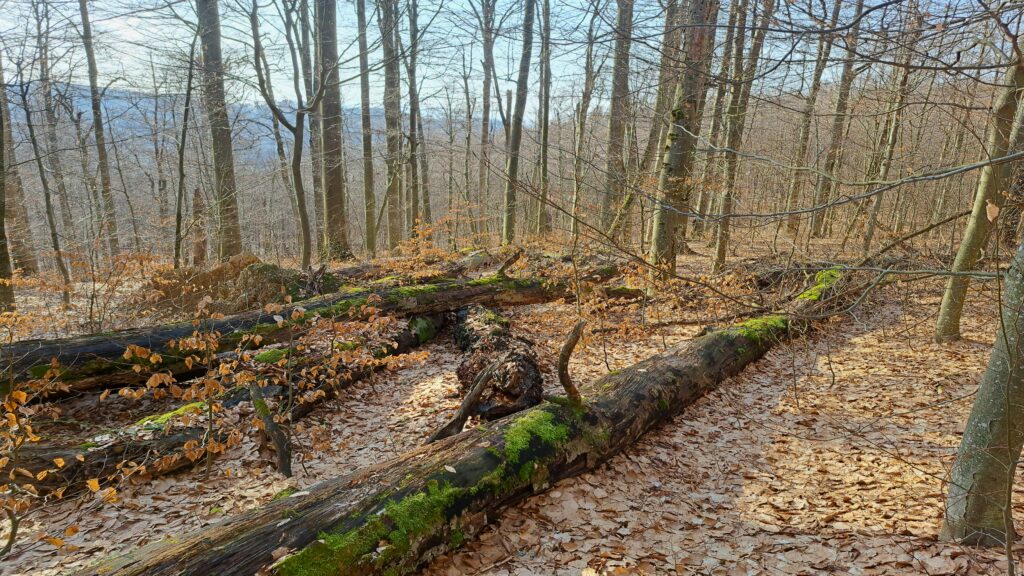 Zdroj: nppoloniny.sk