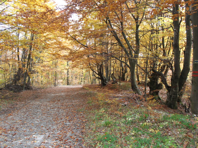 Zdroj: nppoloniny.sk